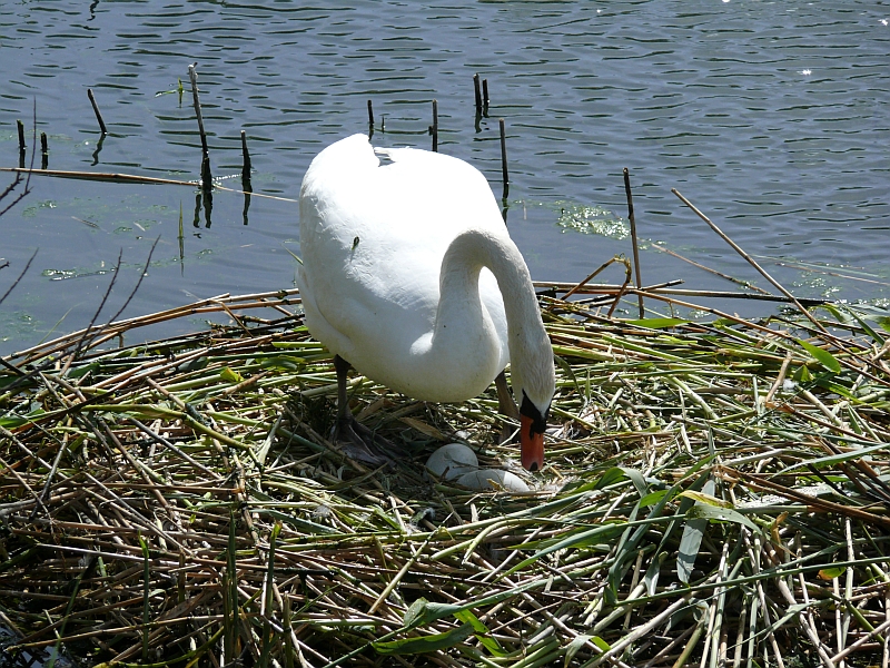 Swan with egg at The Earth-Basins/ in Stege, Joachim Henkel, 2008