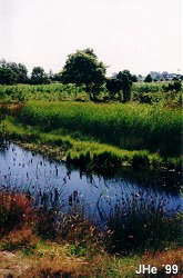 The meadow at Ulvshale